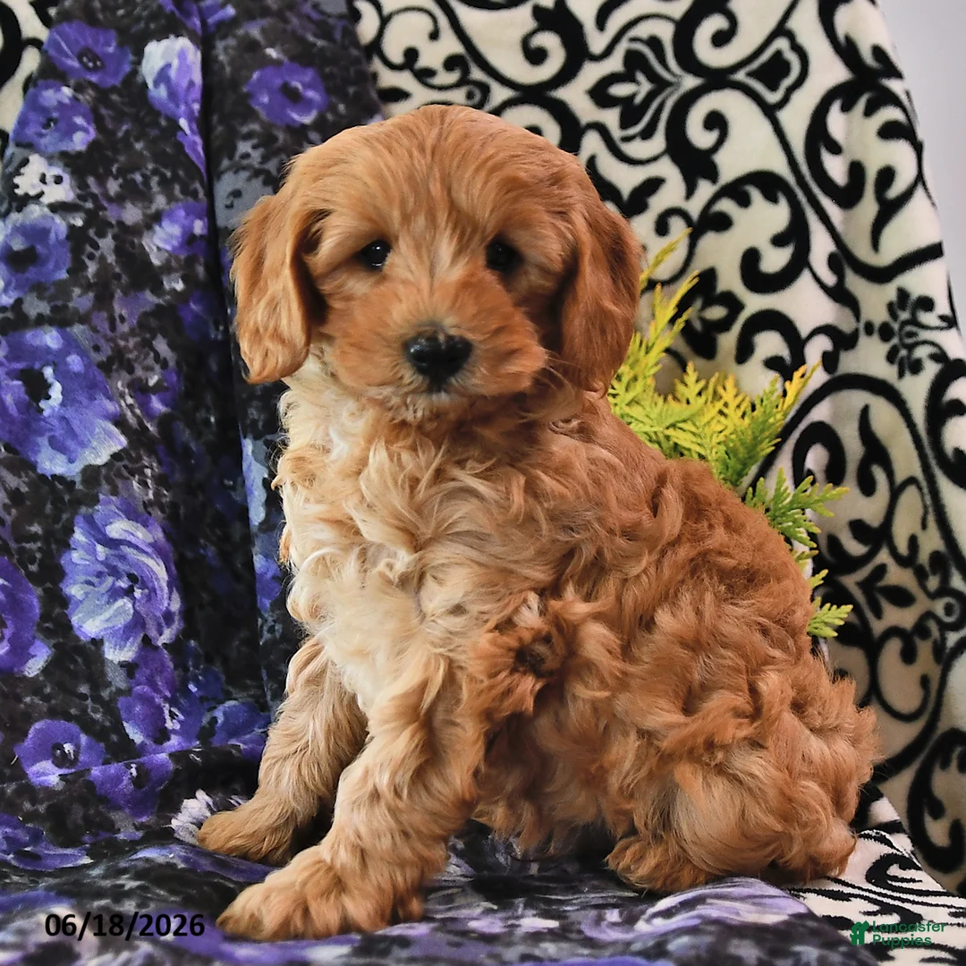 Cavapoo dogs for sale: Towzer - Ad 2
