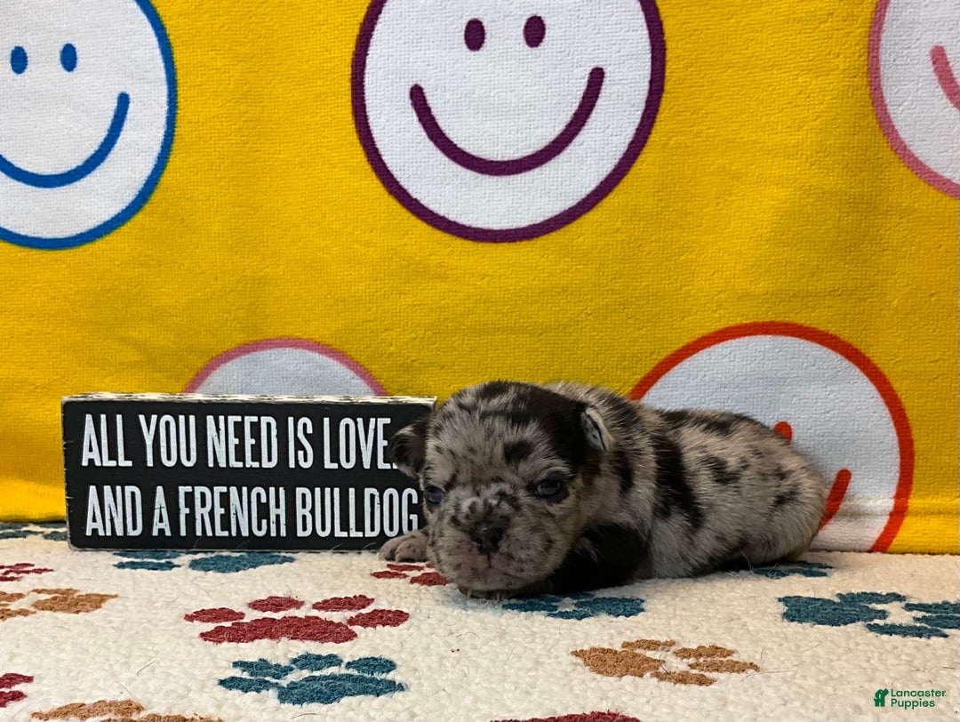 French Bulldog dogs for sale: Shell - Ad 26