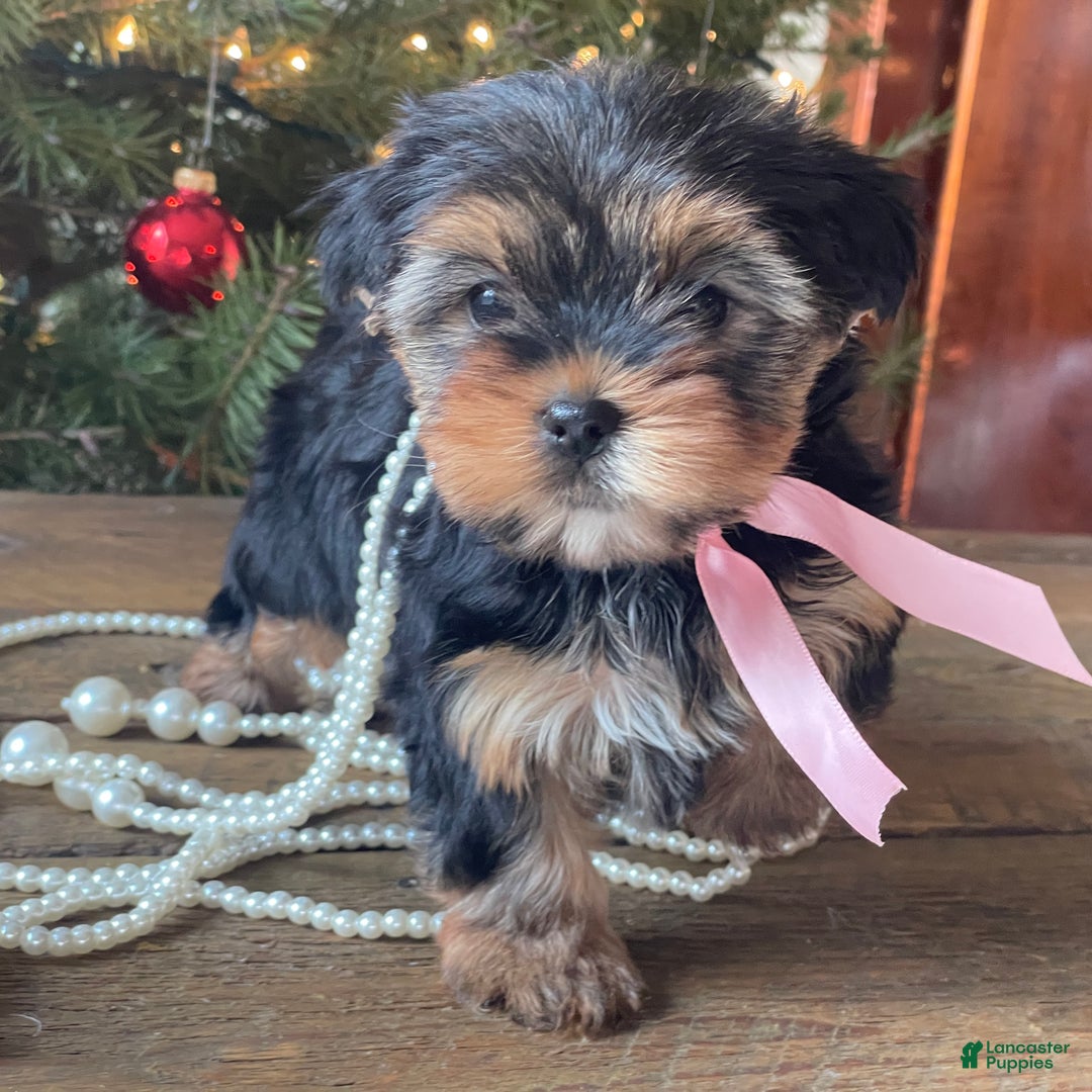 Mixed Breed dogs for sale: Lucy - Ad 1