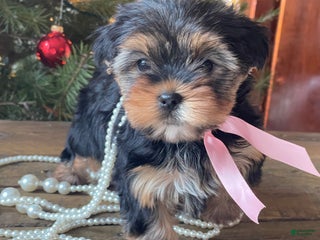 Mixed Breed dogs Lucy - Ad 4