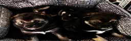 Shiba Inu dogs for sale: Axel - Ad 7