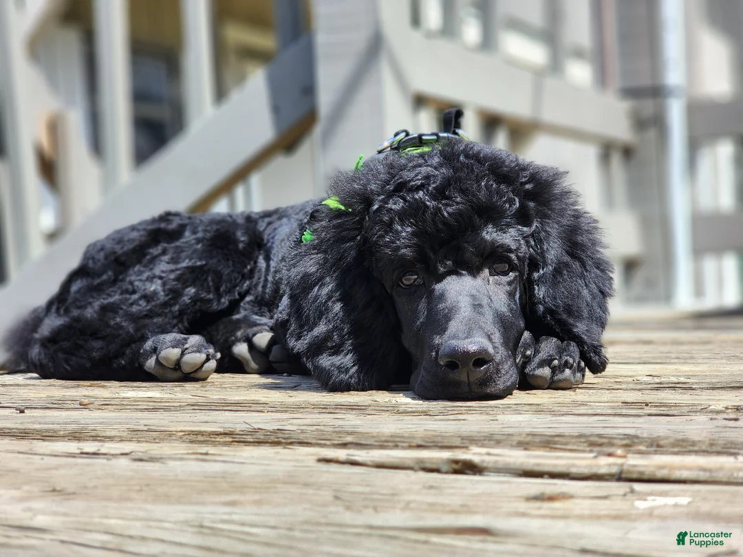 Standard Poodle dogs for sale: Standard Poodle Puppy  - Ad 2