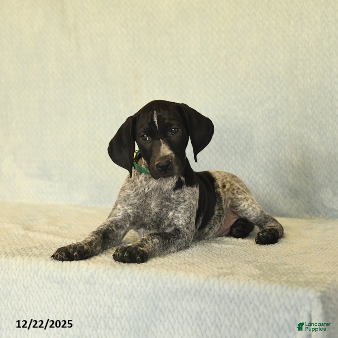 German Shorthaired Pointer dogs for sale: Tye - Ad 3