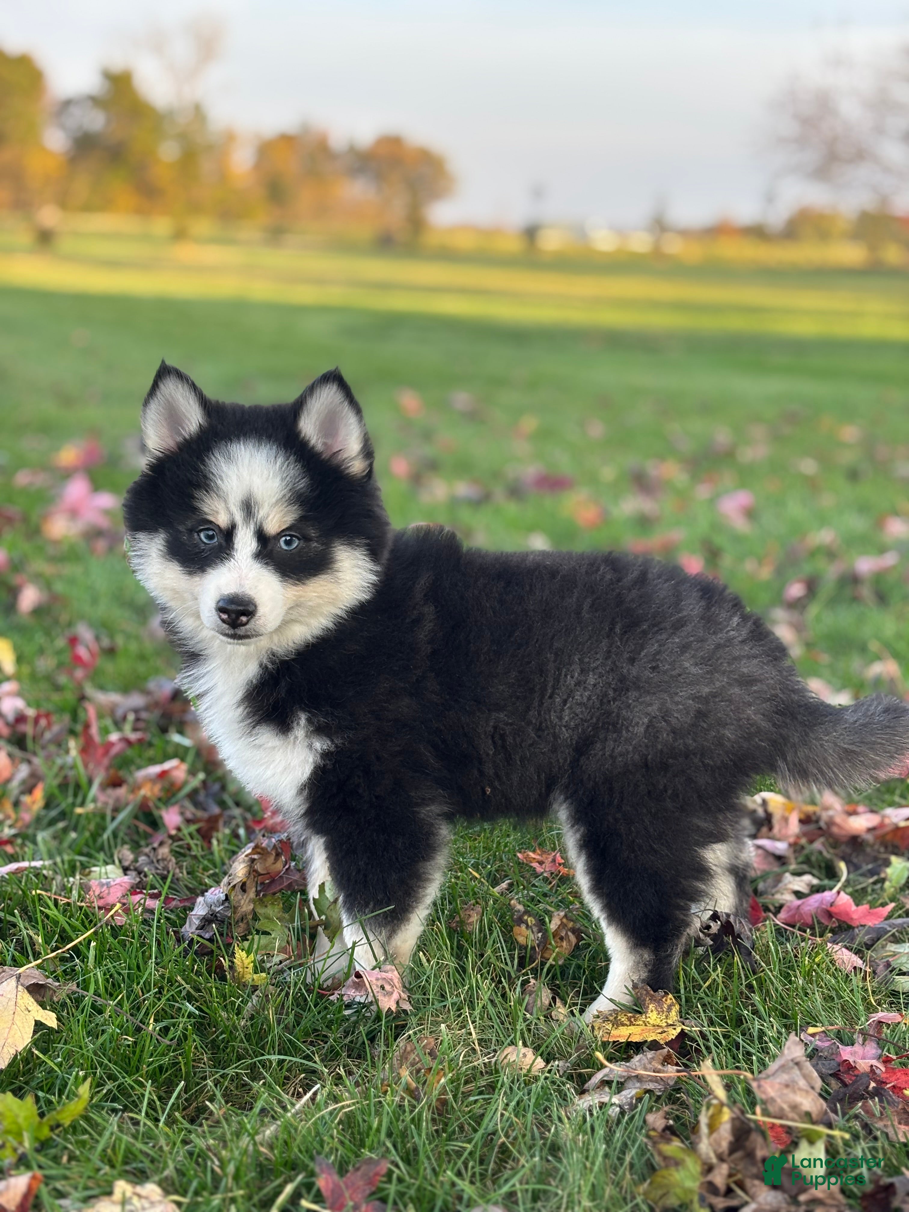 Pomsky dogs for sale: Asher - Ad 2