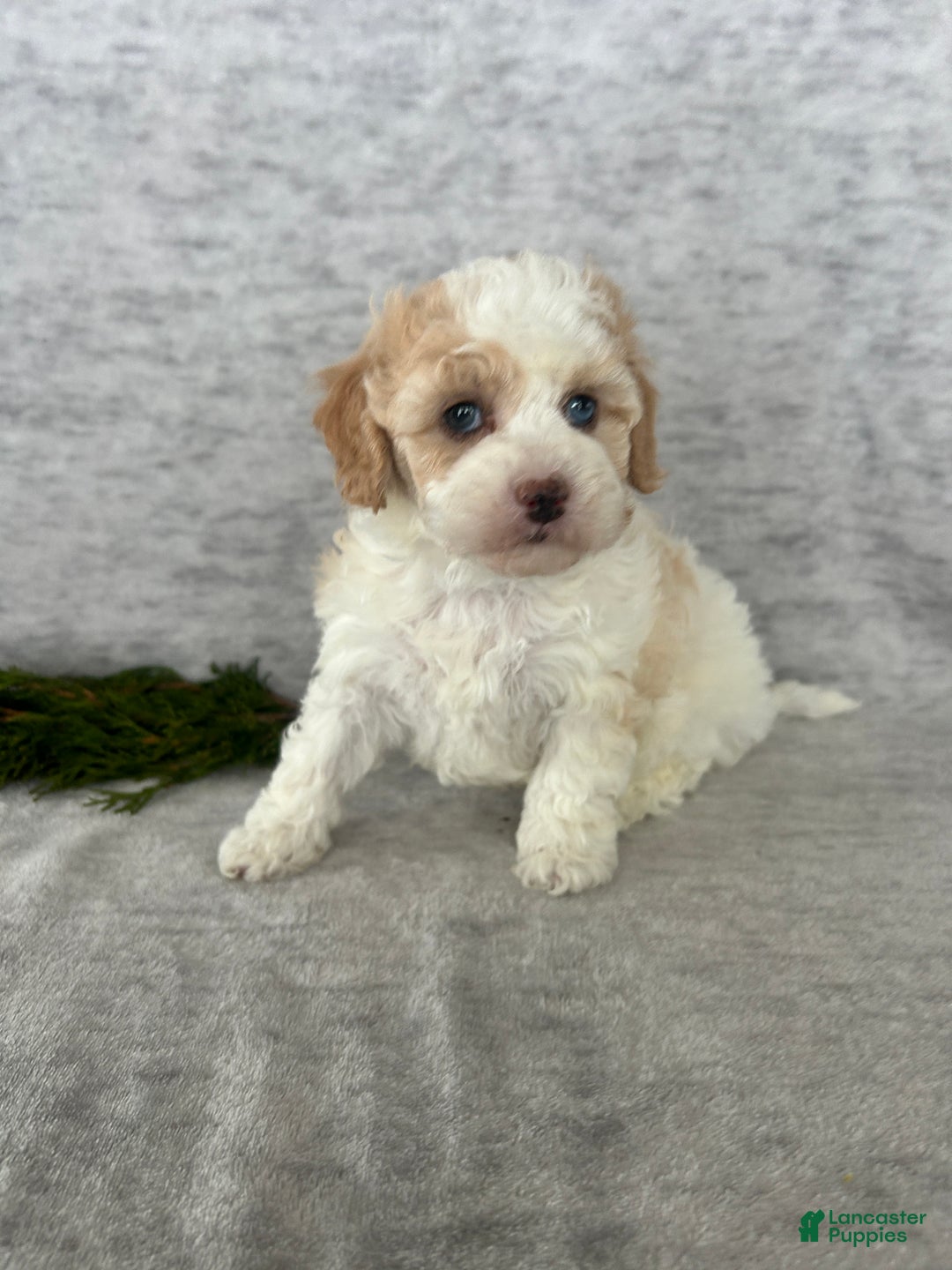 Cavapoo dogs for sale: Missie - Ad 7