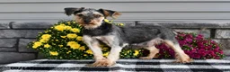 Yorkiepoo dogs for sale: Amber - Ad 6