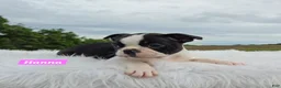 Boston Terrier dogs for sale: Hannah - Ad 4