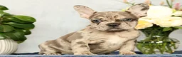 French Bulldog dogs for sale: Pamela - Ad 5