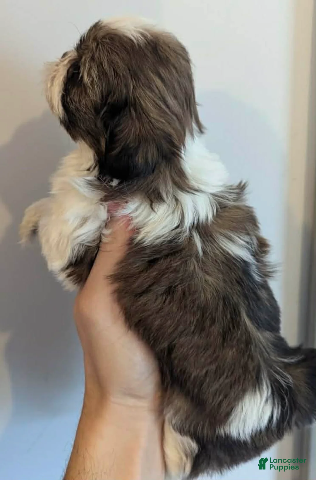Shih Tzu dogs for sale: Luc - Ad 2