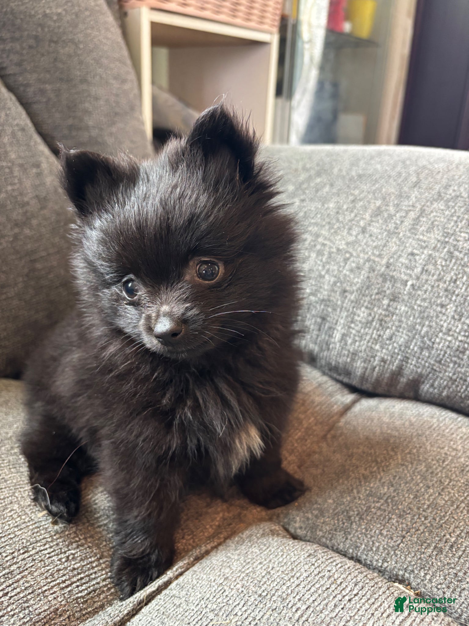 Pomeranian dogs Patrick - Ad 4
