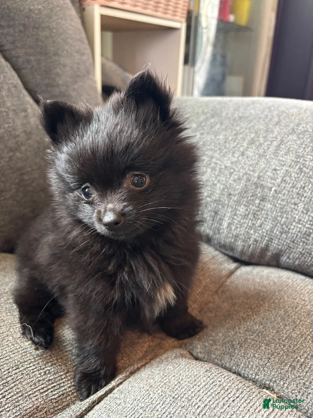 Pomeranian dogs for sale: Patrick - Ad 1