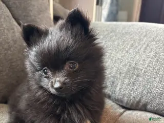 Pomeranian dogs Patrick - Ad 4