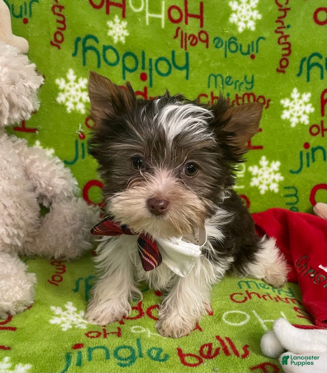 Yorkshire Terrier dogs for sale: Choc Merle Tommy  - Ad 15