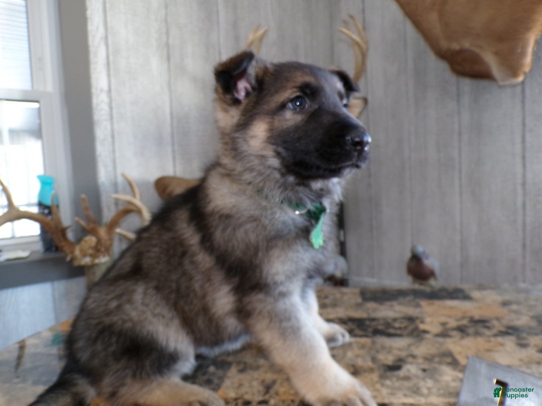 German Shepherd dogs for sale: German Shepherd Puppy 1 Milo - Ad 3