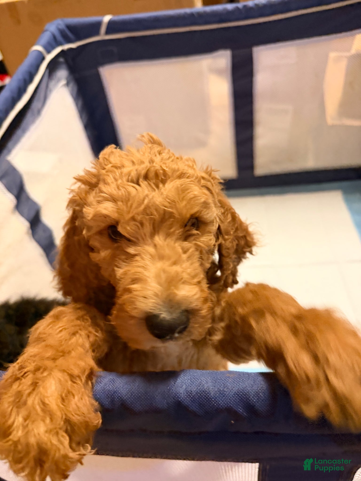 Goldendoodle dogs Goldendoodle Puppy 1 - Ad 1