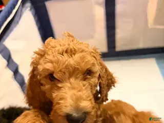Goldendoodle dogs for sale: Goldendoodle Puppy 1 - Ad 3