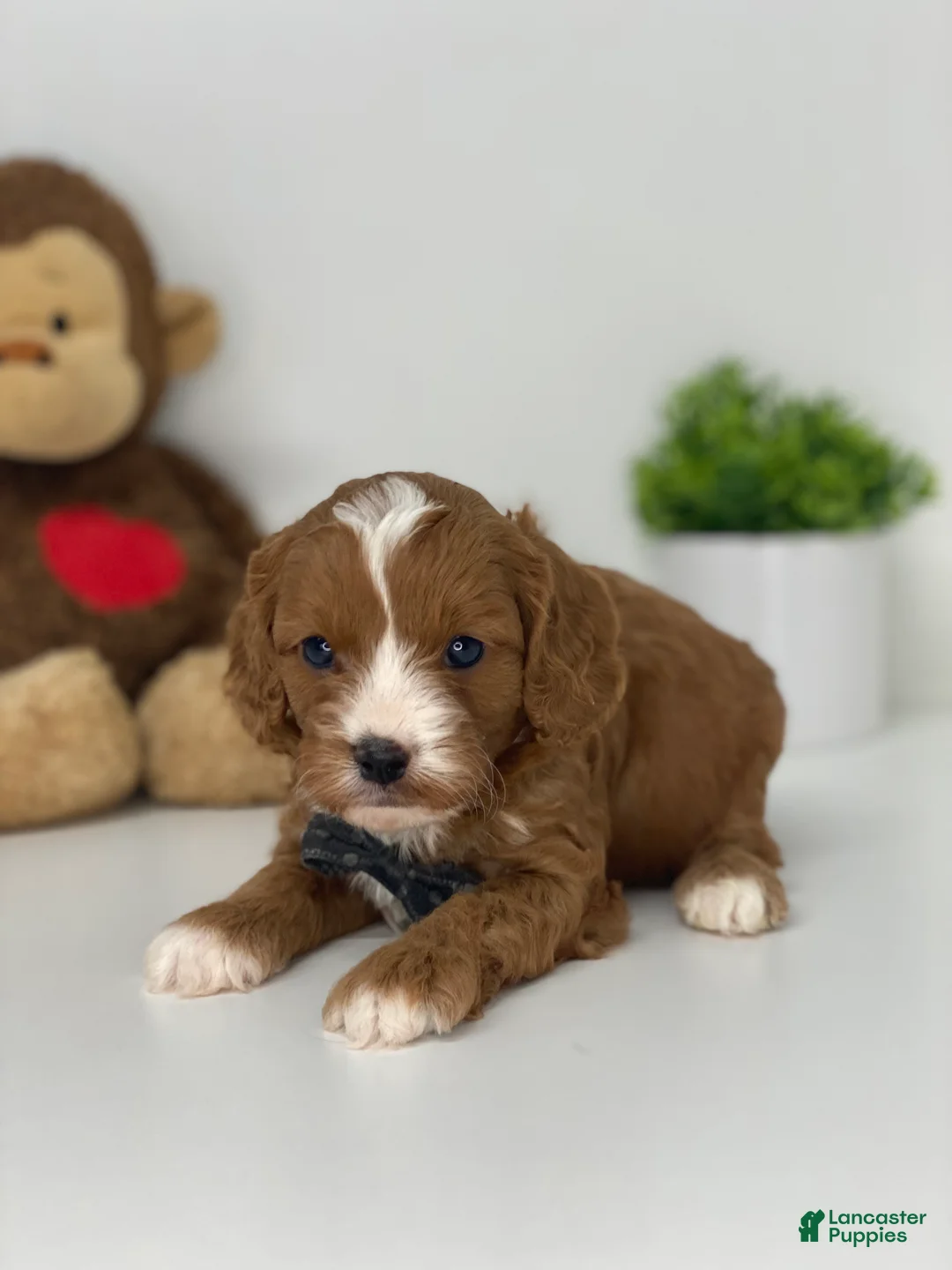 Cavapoo dogs for sale: Caleb - Ad 1