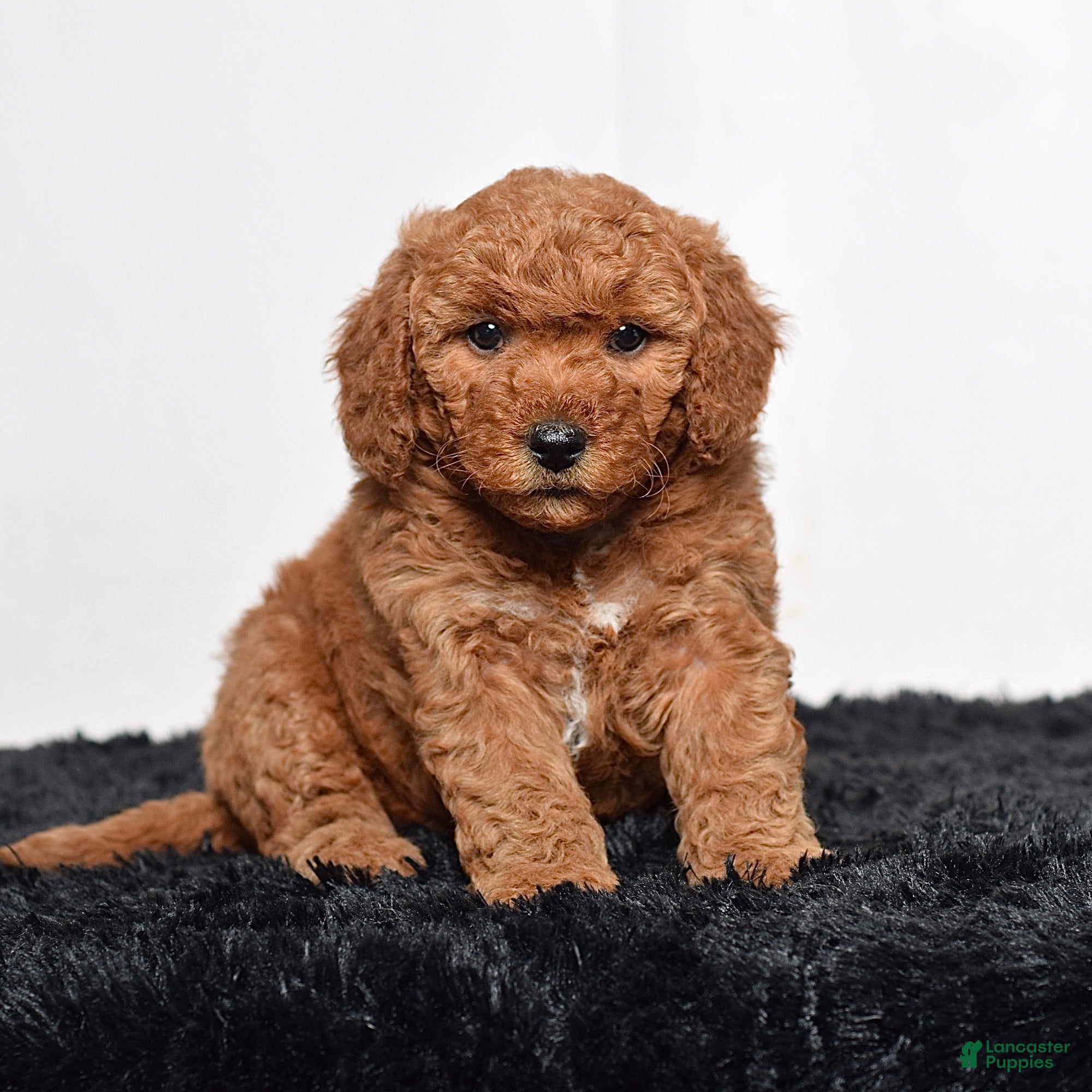 Mini Goldendoodle dogs for sale:  Missy - Ad 4