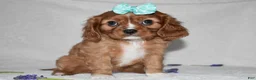 Cavalier King Charles Spaniel dogs for sale: Rhea - Ad 4