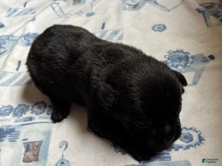 Mixed Breed dogs - Ad 5