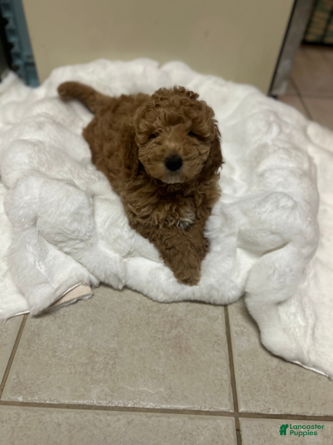 Mini Goldendoodle dogs for sale: Mini Goldendoodle Puppy Noelle - Ad 3