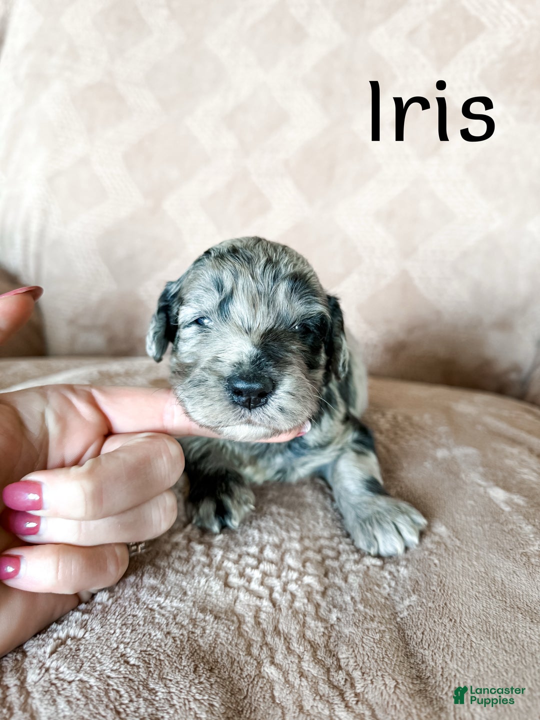 Goldendoodle dogs for sale: Iris - Ad 1