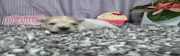 Pomapoo dogs for sale: Pomapoo 2 - Ad 5
