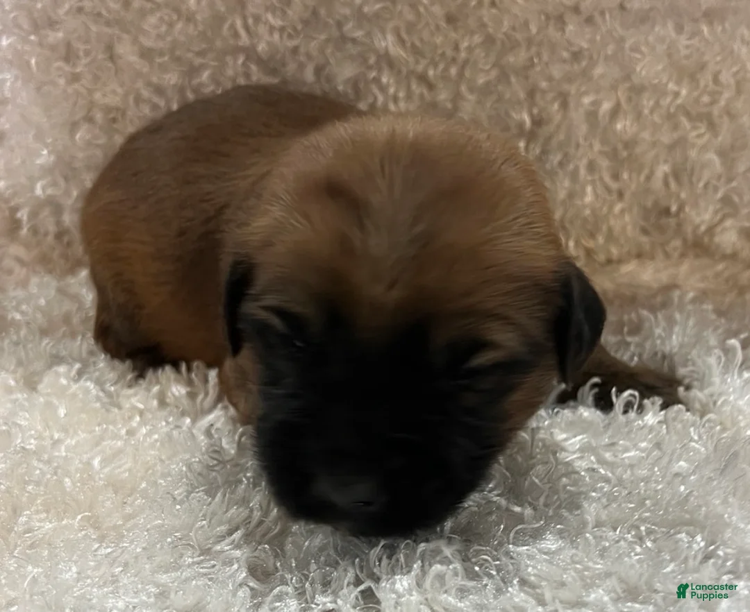 Soft Coated Wheaten Terrier dogs for sale: Betsy - Ad 2