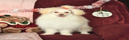 Pomapoo dogs for sale: Drako - Ad 5