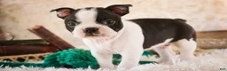 Boston Terrier dogs for sale: Crew - Ad 8