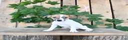 Jack Russell Terrier dogs for sale: Tasha - Ad 2