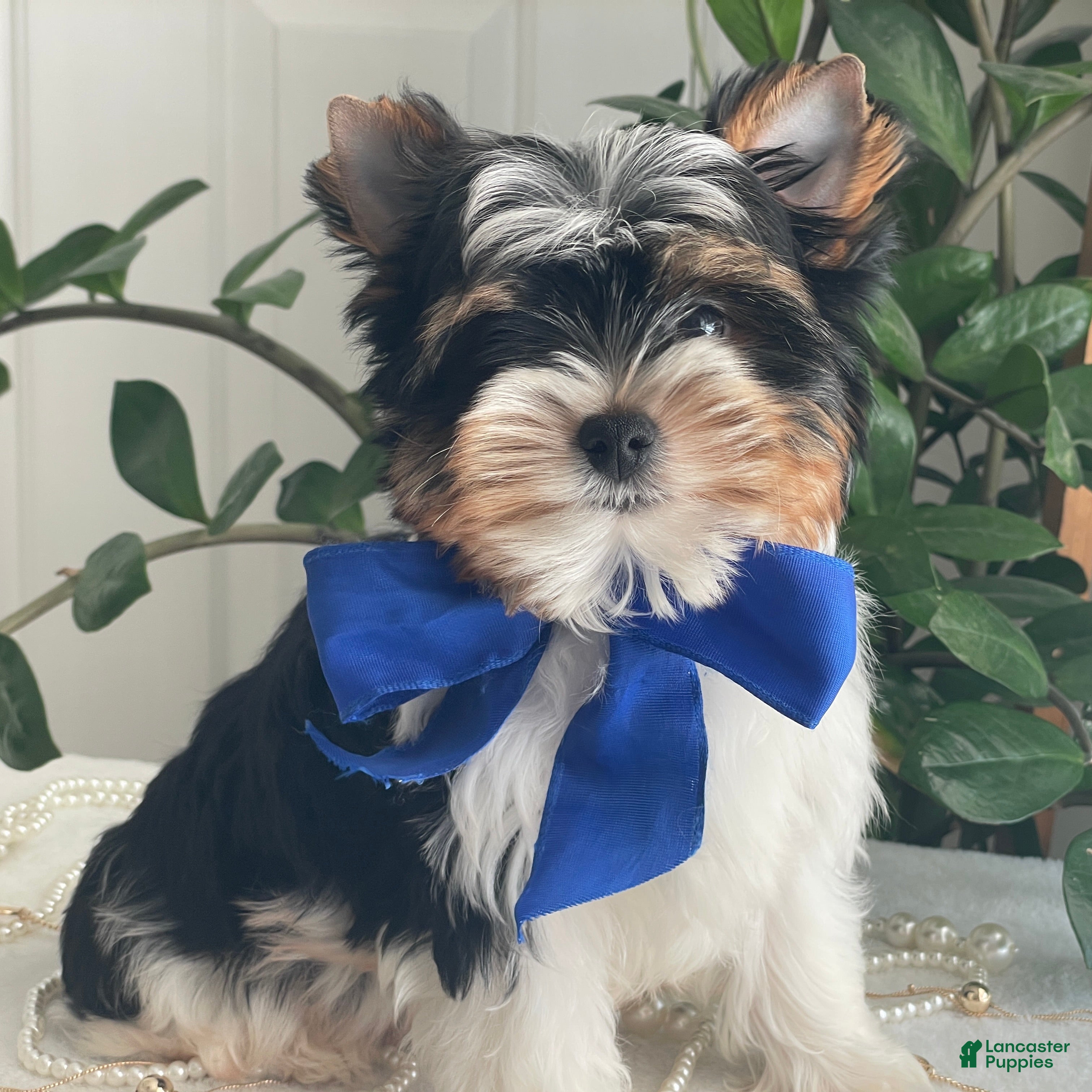 Biewer Terrier dogs Trey - Ad 1