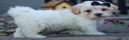 Teddy Bear dogs for sale: Bently 🐶 - Ad 8