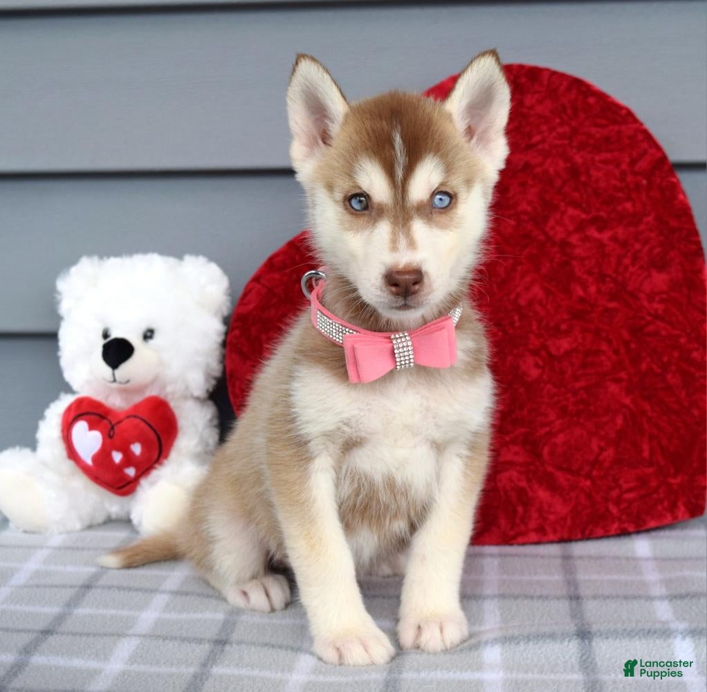 Siberian Husky dogs Caramel  - Ad 1