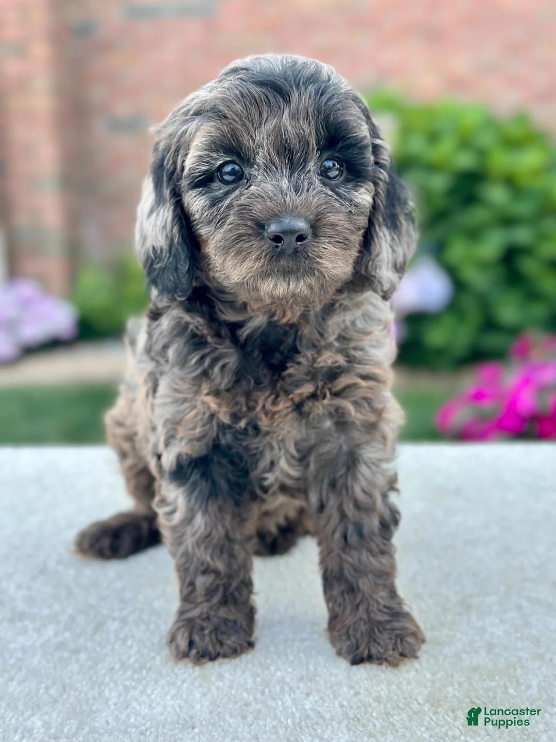 Cavapoo dogs for sale: Phoebe 104874 - Ad 1