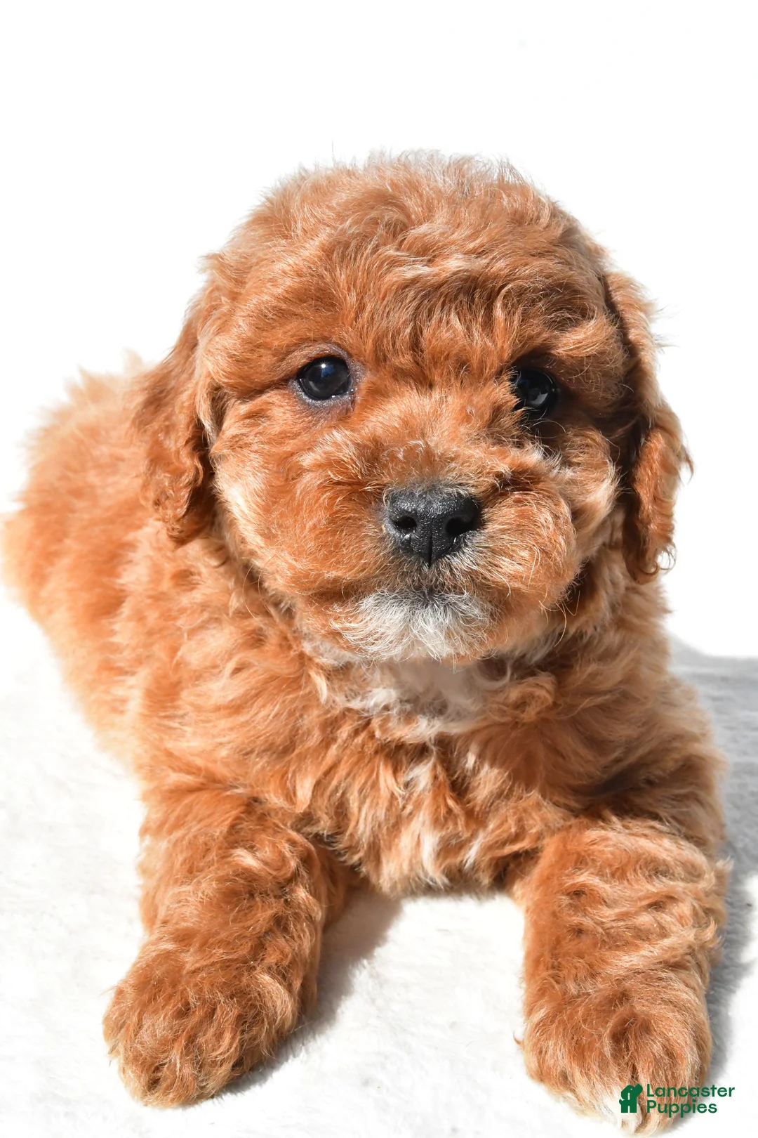 Mini Goldendoodle dogs for sale: Tulip - Ad 8