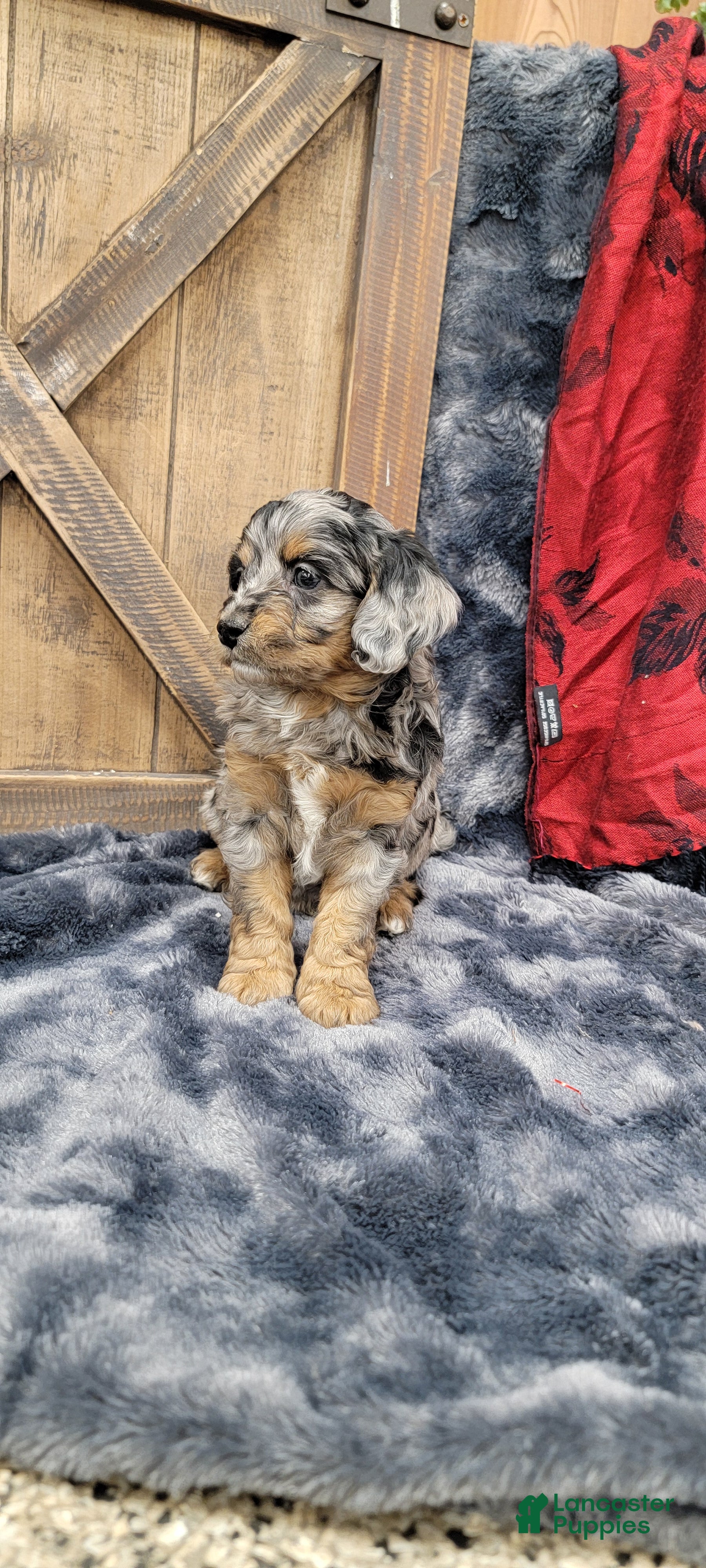 Cockapoo dogs Bruno - Ad 2