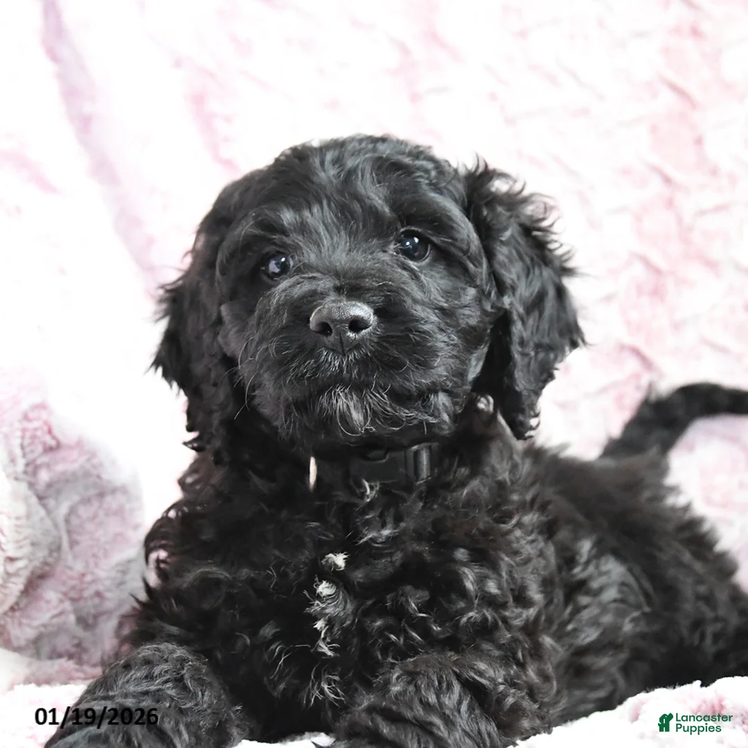 Cockapoo dogs for sale: Bubba - Ad 10