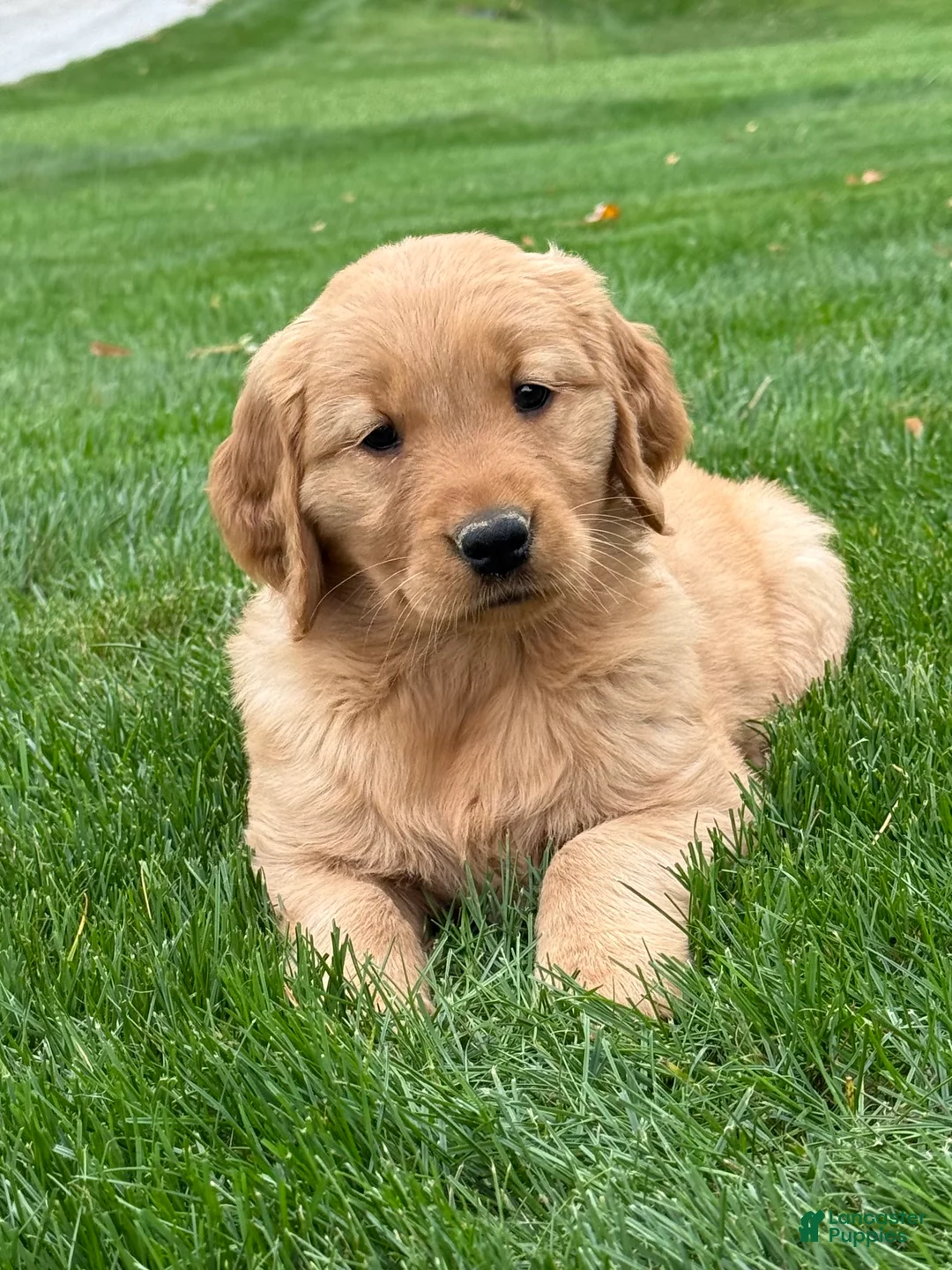 Golden Retriever dogs for sale: Monet - Ad 1