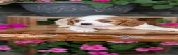 Cavalier King Charles Spaniel dogs for sale: Lyla - Ad 12