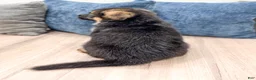 German Shepherd dogs for sale: Kaden - Ad 5