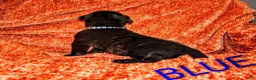 Presa Canario dogs for sale: Mr Neon  - Ad 81