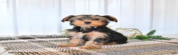Yorkshire Terrier dogs for sale: Lucky - Ad 3