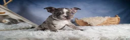 Frenchton dogs for sale: ISABELLA - Ad 11