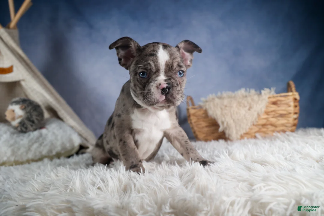 Frenchton dogs for sale: ISABELLA - Ad 11