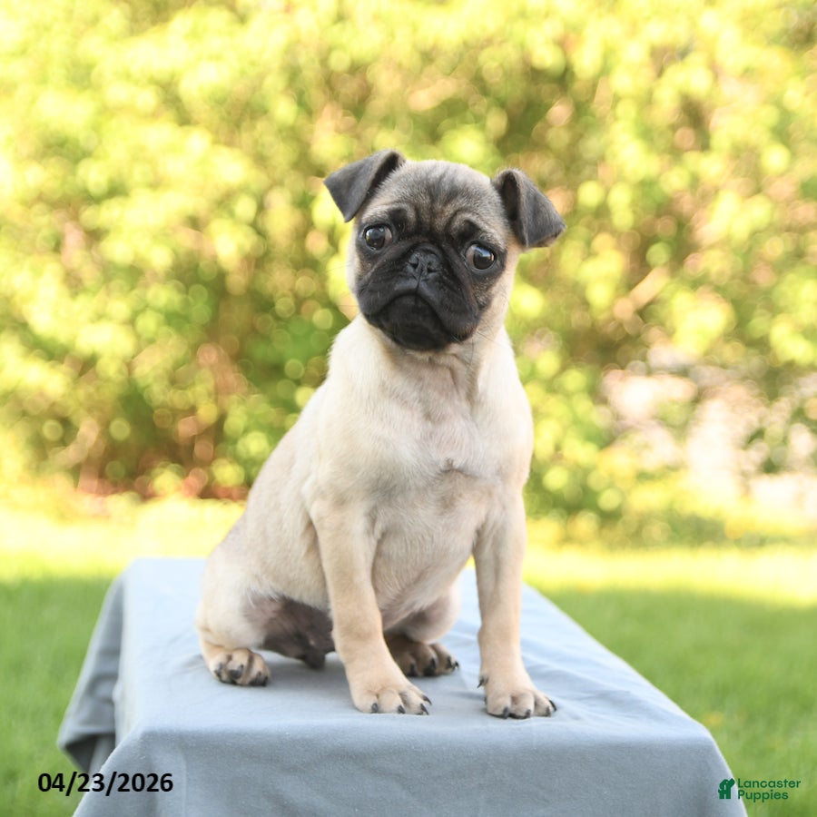 Pug dogs Peaches - Ad 2