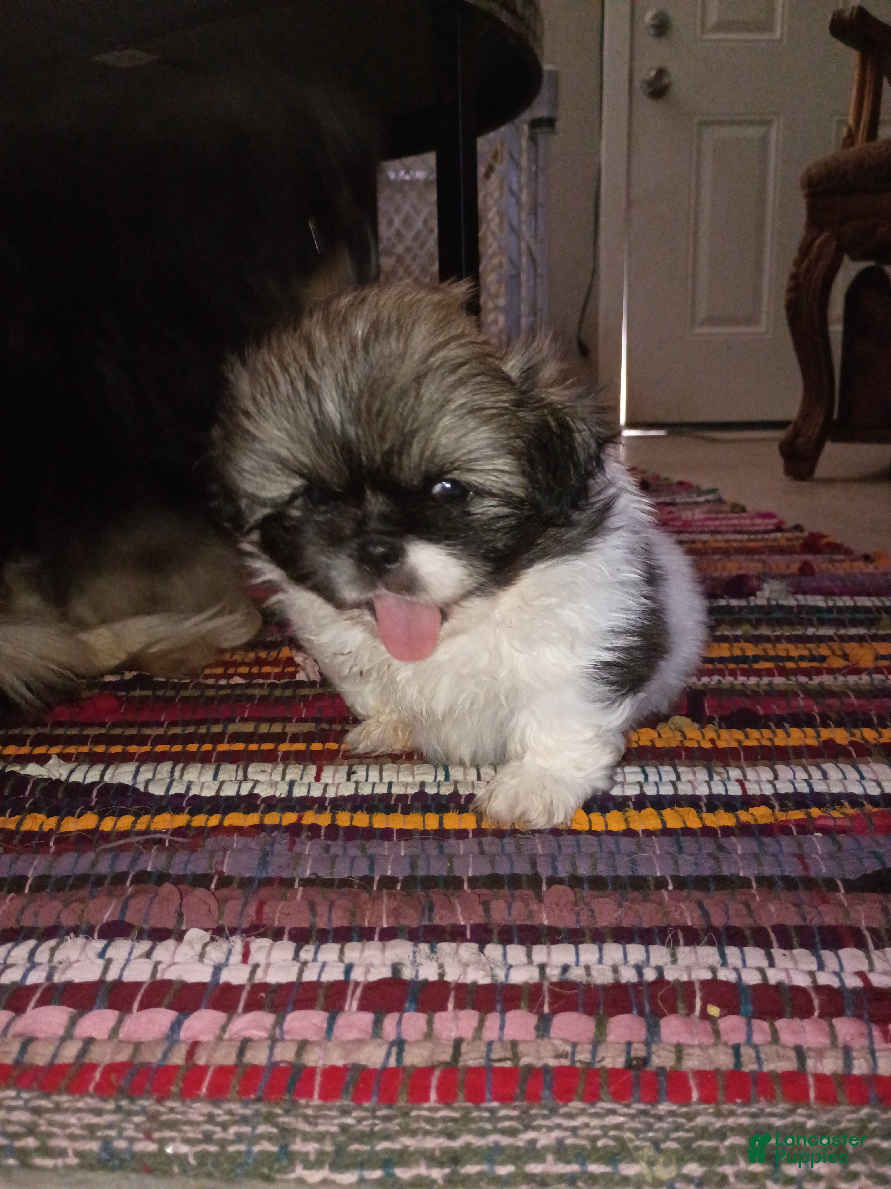 Pekingese dogs Pekingese Parti Male pup chubbs  - Ad 2
