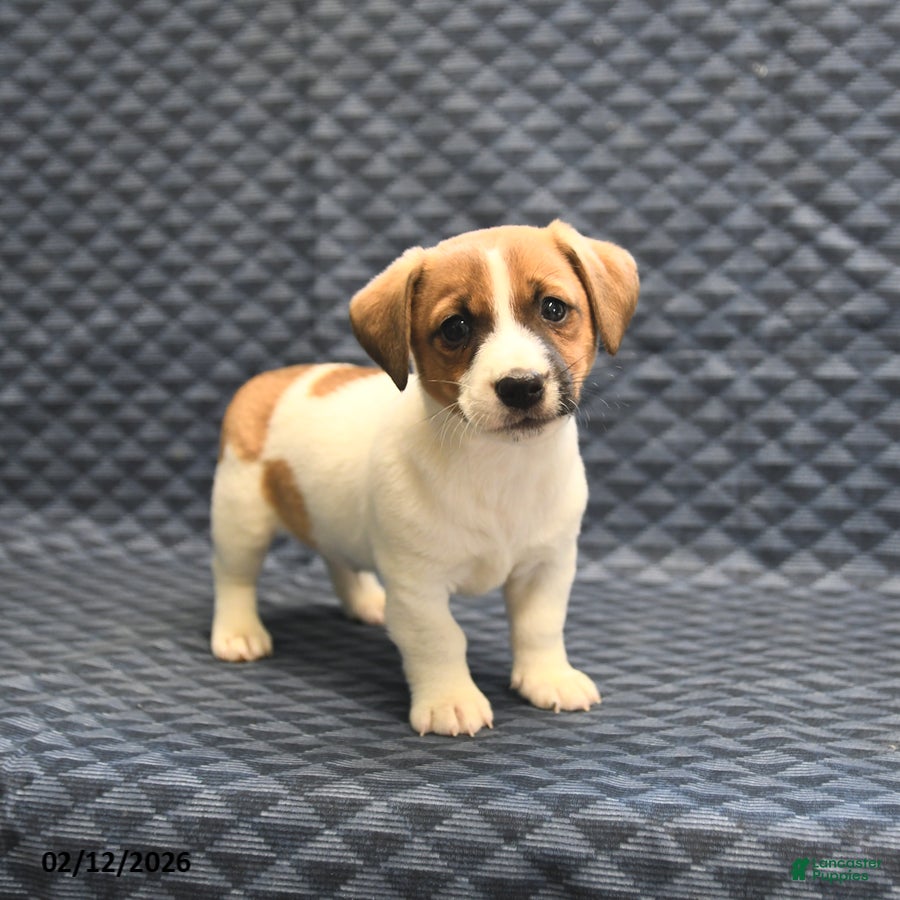 Jack Russell Terrier dogs Noah - Ad 3