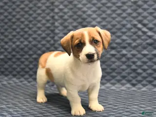 Jack Russell Terrier dogs Noah - Ad 3