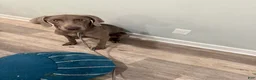 Weimaraner dogs for sale: Sosa - Ad 3